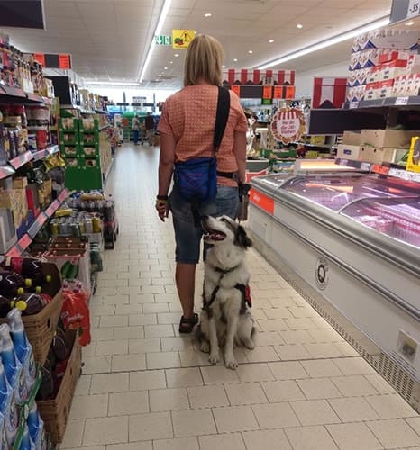 Assistenzhund Matze im Supermarkt Assistenzhund Matze im Supermarkt