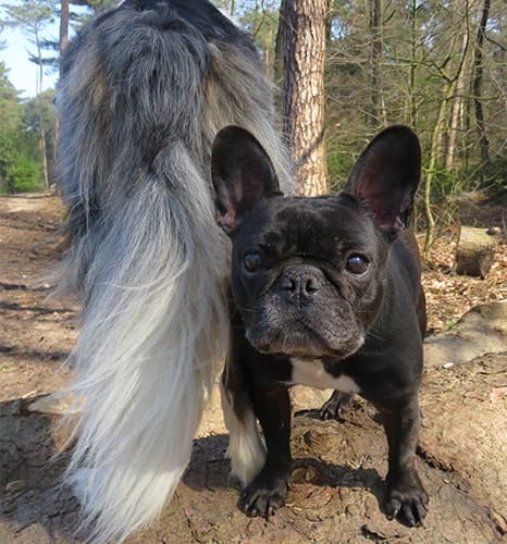 Frodo und Assistenzhund Matze Frodo und Assistenzhund Matze