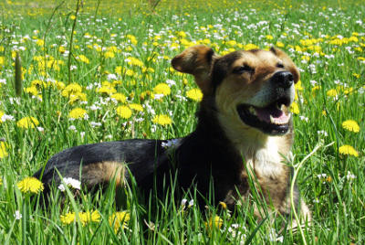 futalis Hund des Monats Bella futalis Fotowettbewerb Hund des Monats April 15
