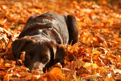 futalis Hund des Monats Yuma futalis Fotowettbewerb Hund des Monats November 15