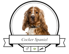 Hundefutter English Cocker Spaniel English Cocker Spaniel Futter für rassespezifische Krankheiten