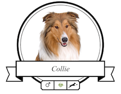 Hundefutter Collie Collie Futter für rassespezifische Krankheiten