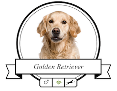 Hundefutter Golden Retriever Golden Retriever Futter für rassespezifische Krankheiten