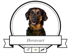 Hundefutter Hovawart Hovawart Futter für rassespezifische Krankheiten