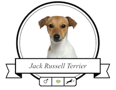 Hundefutter Jack Russell Terrier Jack Russell Terrier Futter für rassespezifische Krankheiten