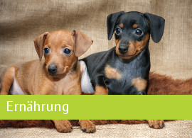 Ernährung Welpenfibel