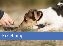 Erziehung Welpenfibel