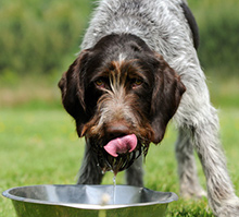 Hund trinkt