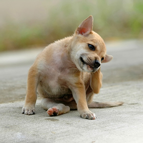 Milben Beim Hund Arten Symptome Therapie Futalisde