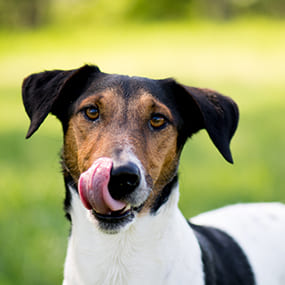 Diätplan für Hunde mit Pankreatitis Diätplan für Hunde mit Pankreatitis