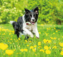 Frühling mit Hund