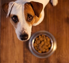 Futterumstellung beim Hund