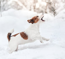 Hund im Winter: Braucht er mehr Futter?