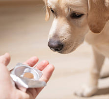 Wurmkur Hund geben