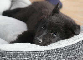 Welpe im Hundebett