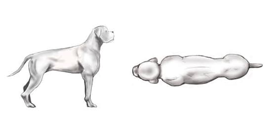 Body Condition Score Hund Body Condition Score Hund