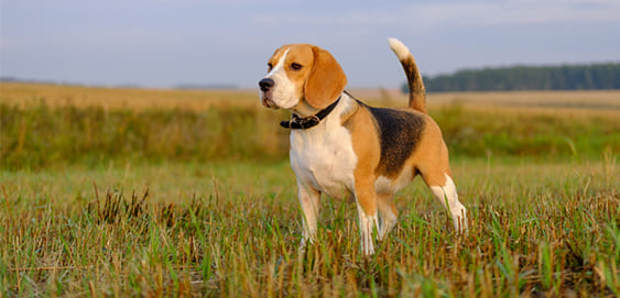 Beagle mit Übergewicht Beagle mit Übergewicht