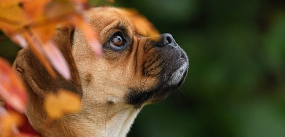 Puggle - Mops Beagle Mischling Puggle - Mops Beagle Mischling