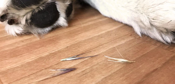 Grasgrannen beim Hund Grasgrannen beim Hund