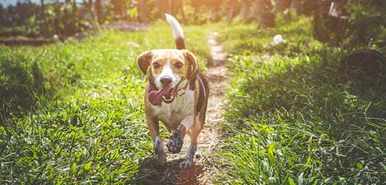 Der Beagle als kinderfreundliche Hunderasse Der Beagle als kinderfreundliche Hunderasse