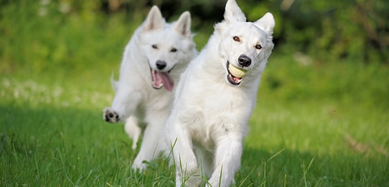 Für das Antijagdtraining: Kontrolliertes Ballspiel mit Hund Für das Antijagdtraining: Kontrolliertes Ballspiel mit Hund