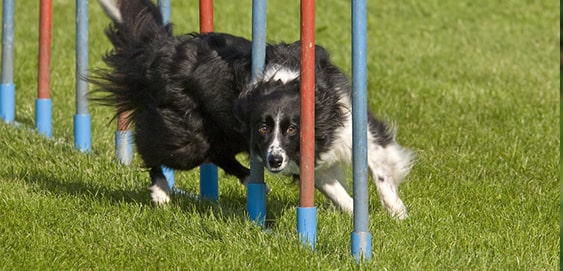 Hütehund Border Collie beim Sport Hütehund Border Collie beim Sport