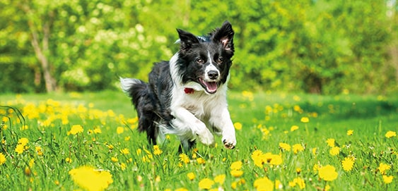 Ab wann zum Tierarzt? Hund ist krank - ab wann zum Tieraerzt?