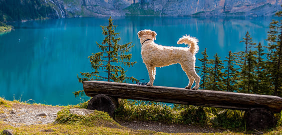 Hund im Urlaub Hund im Urlaub