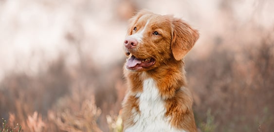 Nova Scotia Duck Tolling Retriever Nova Scotia Duck Tolling Retriever