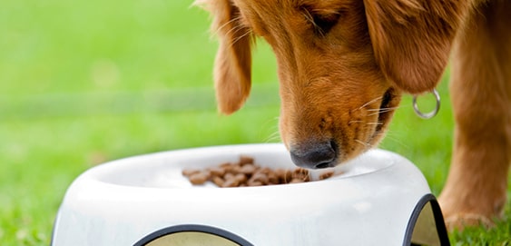 Hund frisst Hund frisst