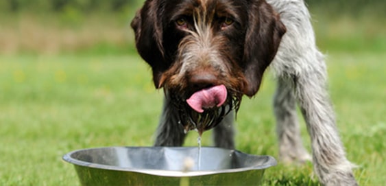 Hund trinkt Hund trinkt