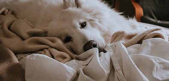 Hund in der Wohnung zu Silvester Hund in der Wohnung zu Silvester