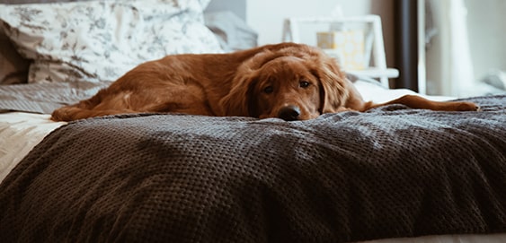 Niereninsuffizienz beim Hund Niereninsuffizienz beim Hund