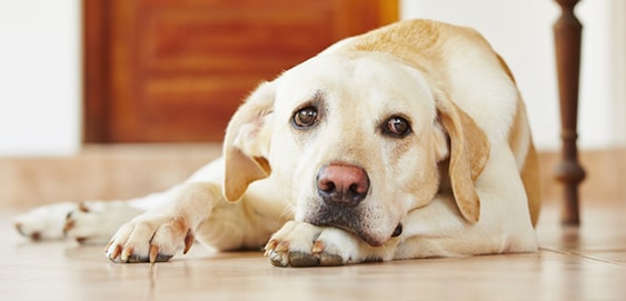 Hund Herzerkrankung Hund Herzerkrankung