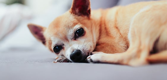Alter Chihuahua Alter Chihuahua