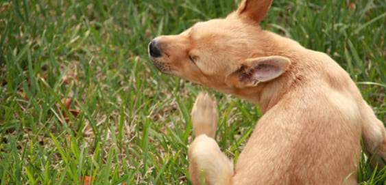 Milben beim Hund Arten, Symptome &amp; Therapie » futalis.de