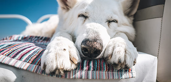 Scheinträchtigkeit beim Hund Scheinträchtigkeit beim Hund