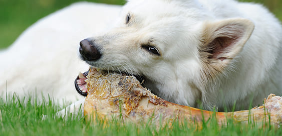 Hund mit Knochen Hund mit Knochen
