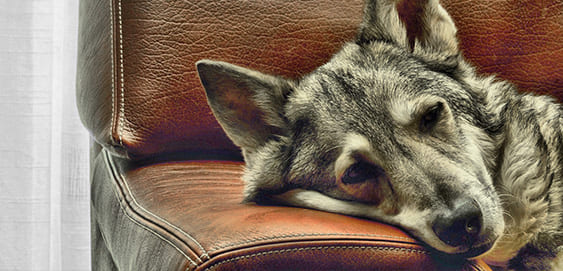 Hund kratzt sich: Milben? Hund kratzt sich: Milben?