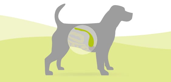 Pankreatitis &amp; Pankreasinsuffizienz beim Hund » futalis