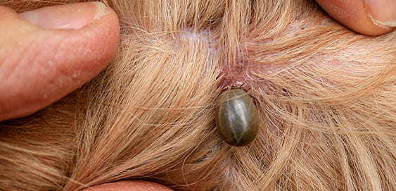 Zecken sind Überträger von Borreliose Zecken sind Überträger von Borreliose