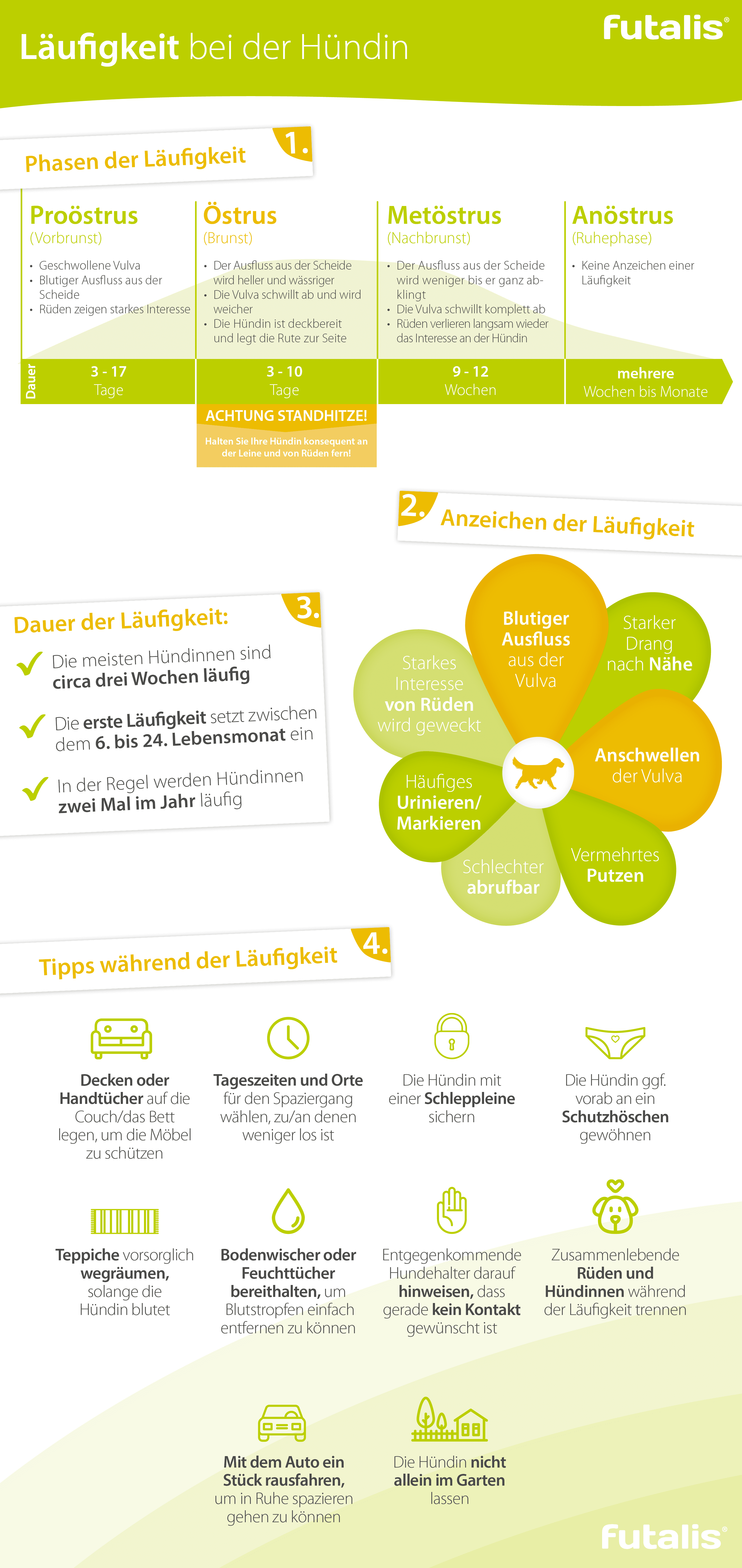 Infografik Läufigkeit bei der Hündin Infografik Läufigkeit bei der Hündin
