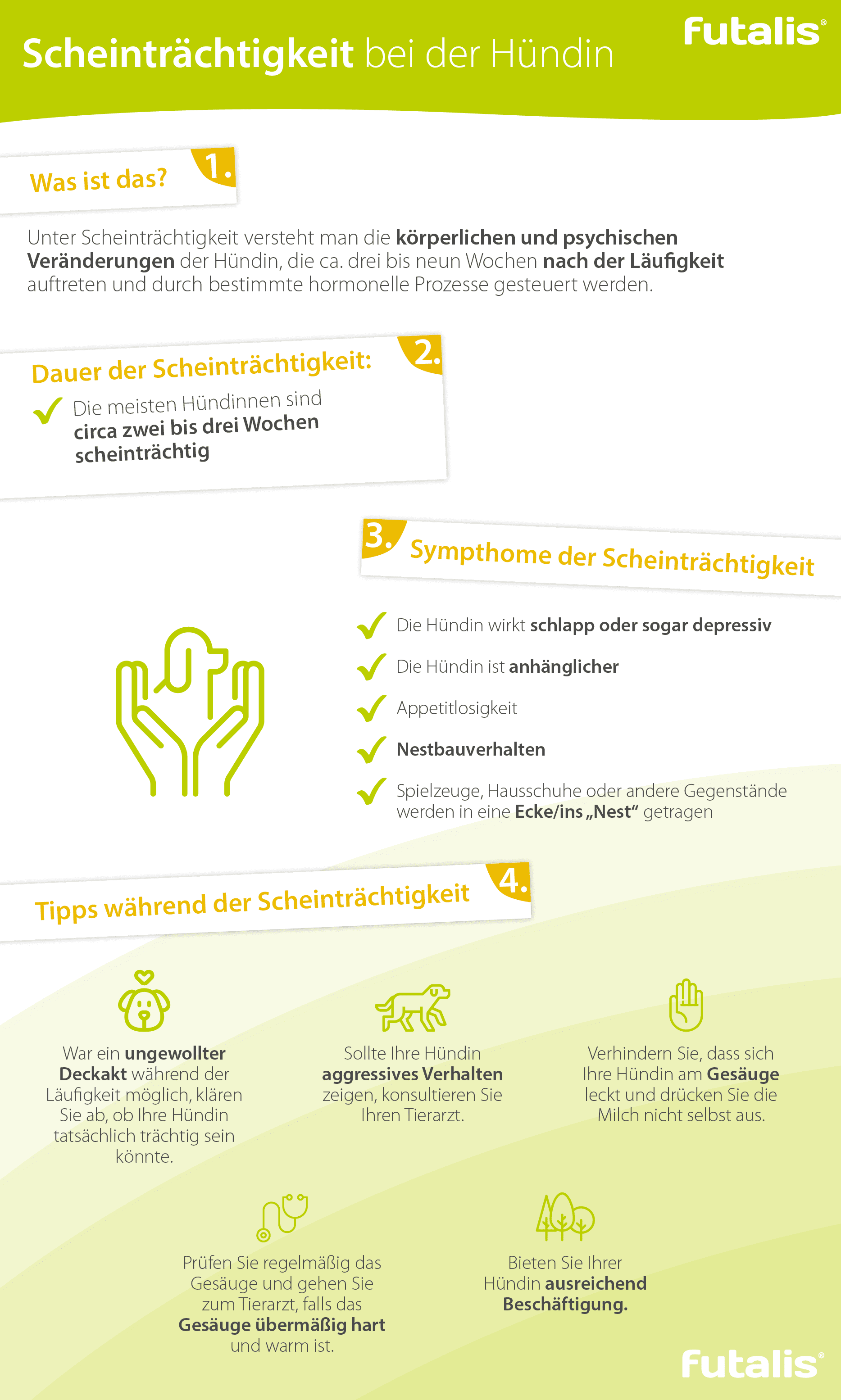 Infografik Scheinträchtigkeit bei der Hündin Infografik Scheinträchtigkeit bei der Hündin