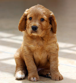 Entwicklungsphasen des Hundes