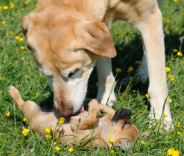 Welpe Tierheim oder Züchter