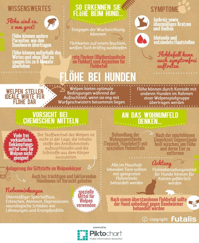 Flöhe bei Hunden
