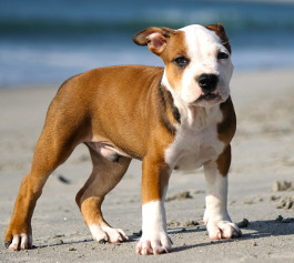 Pitbull Welpe