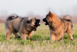 Sozialisierungsphase beim Hund