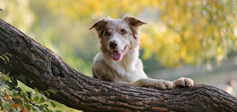 Hund liegt in Natur