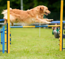 Agility